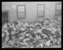 Image of Many dead caribou piled by building